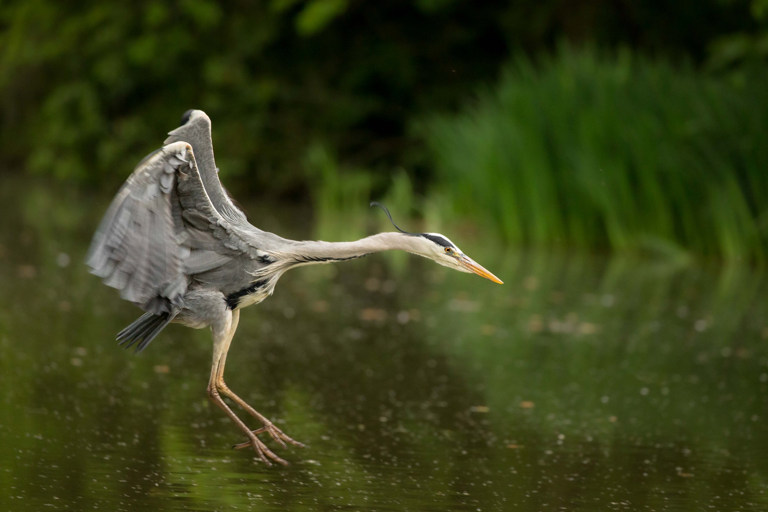Grey Heron dive