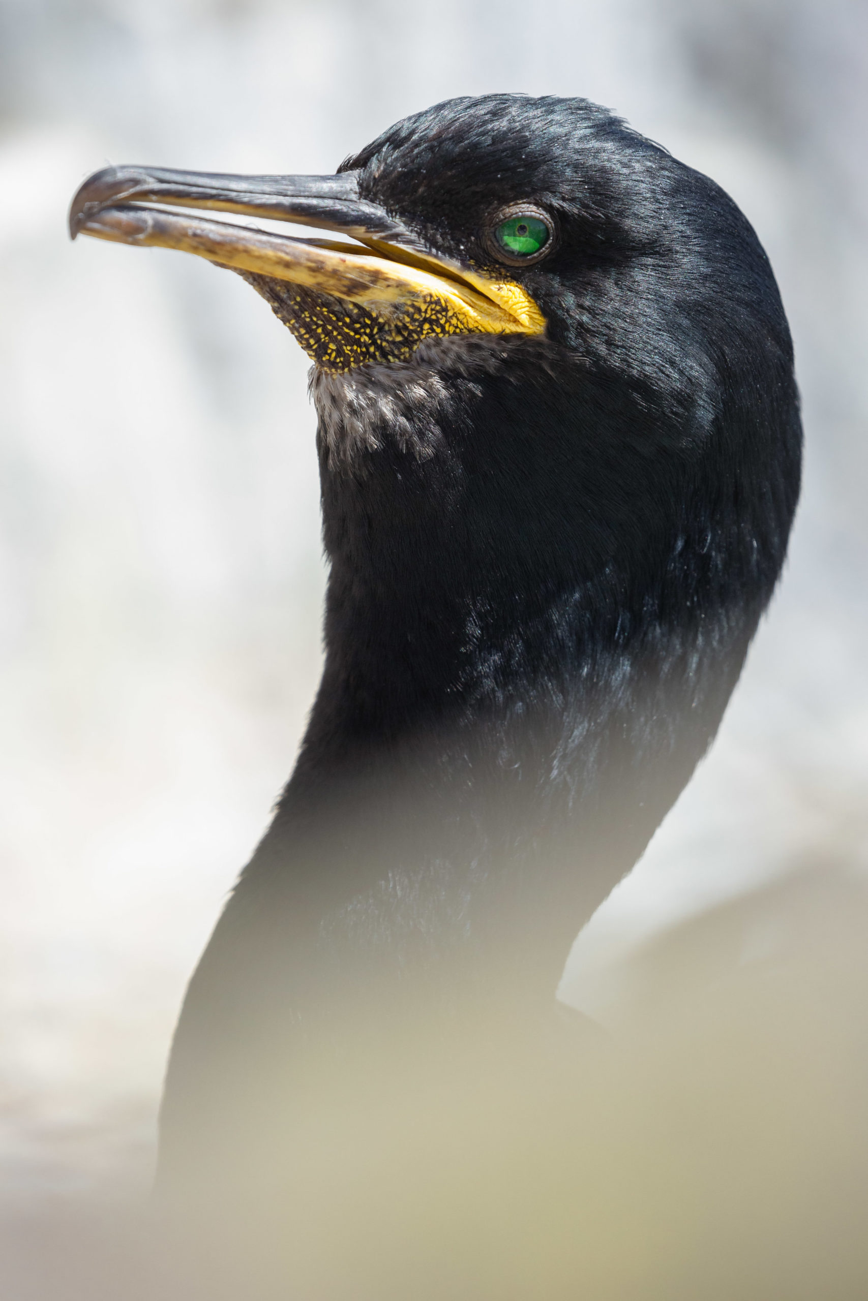 Shag portrait